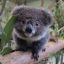 Koala Kuddler