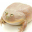 Profile picture of Frogger