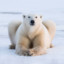 Polar bear LOOTRUN