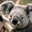el koala de guti