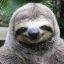 Sloths with Machetes