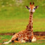 I&#039;m a Giraffe