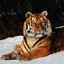 besmerhny tiger(RUS)