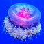 Jellyfish Lord