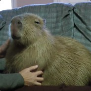 Flesh Eating Capybara