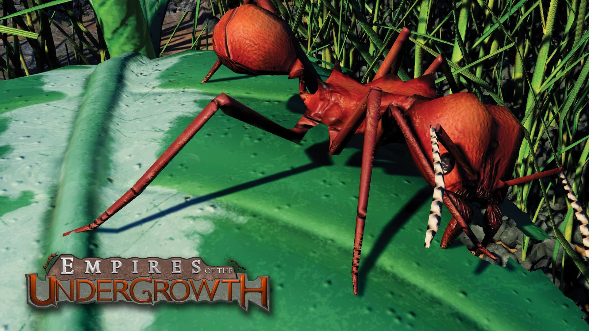 empire of the undergrowth leaf cutter ants resources