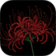 Series 1 - Red Spider Lily