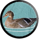 Way of the Hunter badge Level 2: Duck