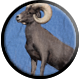 Way of the Hunter badge Level 4: Black Sheep