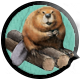 Way of the Hunter badge Level 3: Beaver