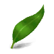 Webbed badge Level 1: Gum Leaf