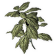 Series 1 - Green Herb