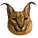 MEMOLOGY: GOYDA badge Level 4: BIG SHLEPA