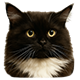 MEMOLOGY: GOYDA badge Level 2: CHMONYA