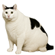 MEMOLOGY: GOYDA badge Level 5: MEOW