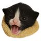 MEMOLOGY: GOYDA badge Level 1: GOYDA