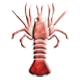 Series 1 - Spiny Lobster