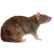 :rodent: