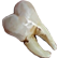 :the_tooth: