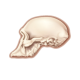 Series 1 - Australopithecus africanus