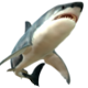 Series 1 - Shark