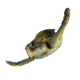 Series 1 - Sea Turtle