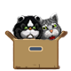 Series 1 - Two cats in the box