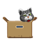 Series 1 - The cat in the box