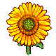 Series 1 - Sunflower