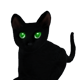Series 1 - Black Cat