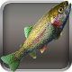 Series 1 - Rainbow Trout