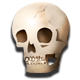Series 1 - Skull