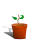 Series 1 - Little Plant