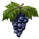 Series 1 - Grapes