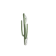 Series 1 - Cactus