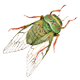 Series 1 - Noisy Cicada